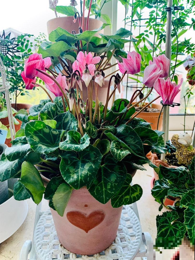 冬天到了，你还在用冷水浇花？难怪养不活