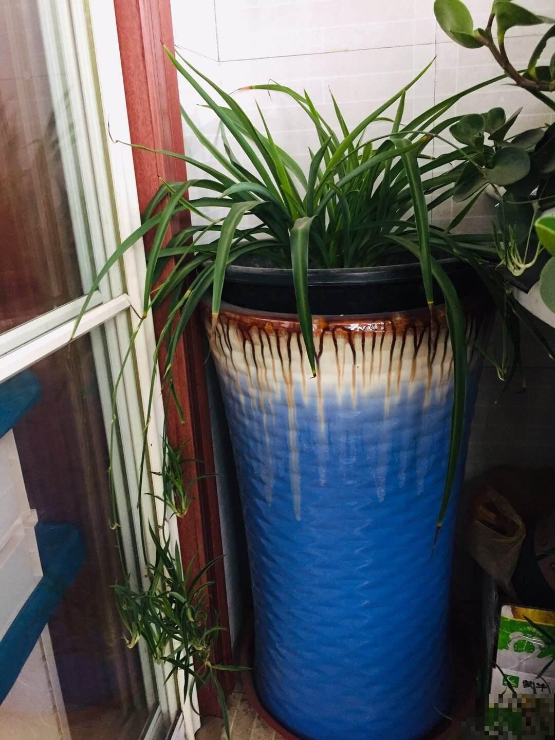 养花时忌讳的4件事，经常做相当于“杀死花卉”，最后只剩个空盆