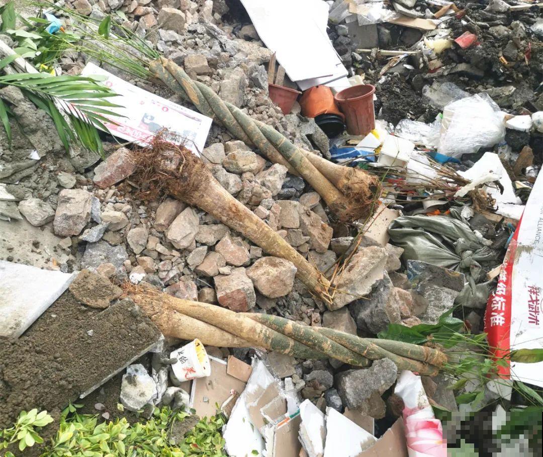 养花大棚倒闭,“贵货花”路边扔了一地,后悔没带个大麻袋 养花大棚倒闭,“贵货花”路边扔了一地,后悔没带个大麻袋