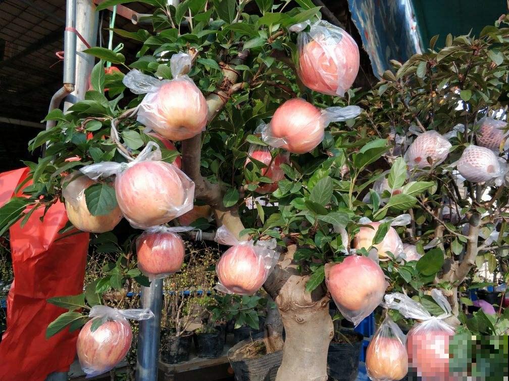 庭院里种什么果树比较好？这5种好吃又旺宅，果香满园甜到爆