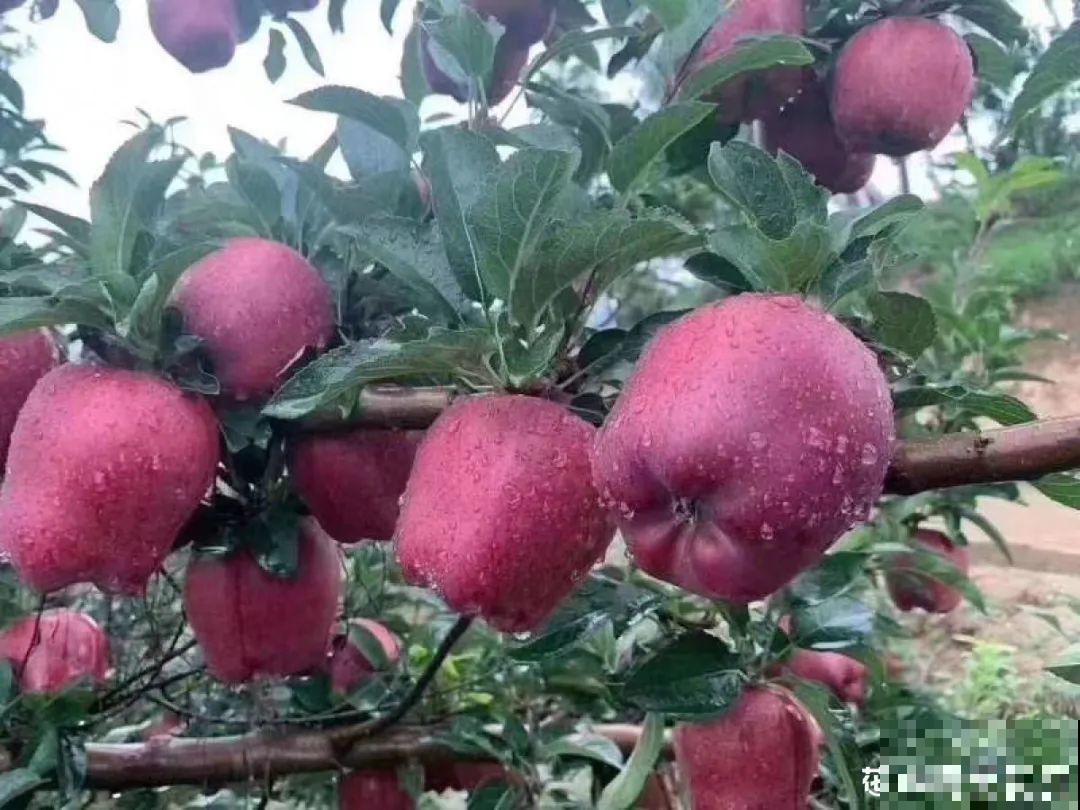 家里养8种“守家树”，红红火火特别旺运，镇宅好福气