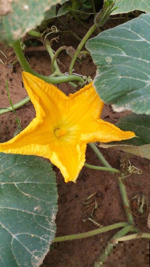 4种花不光有“颜值”，而且是不可多得的美味，好吃还养人