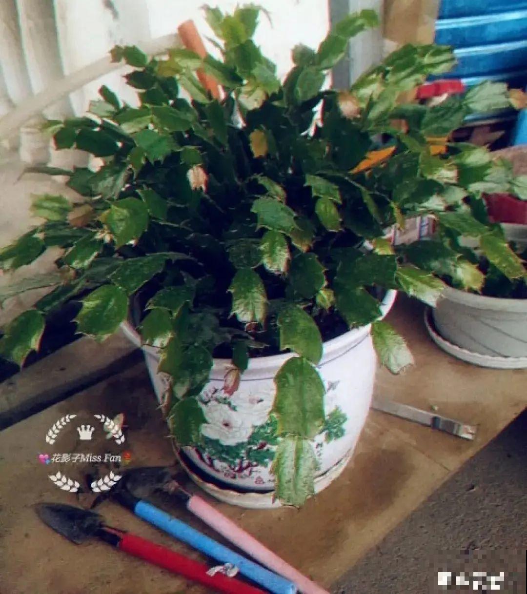 蟹爪兰软趴趴、掉花苞？它有“5怕”，避开后，叶片硬如铁！