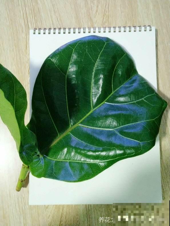 8种花养在家里不占地方,还很有格调,秋冬养正合适 8种花养在家里不占地方,还很有格调,秋冬养正合适