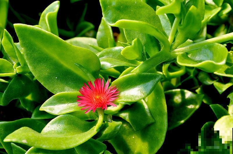 10种养生植物，老中医们的最爱，养护简单特养人