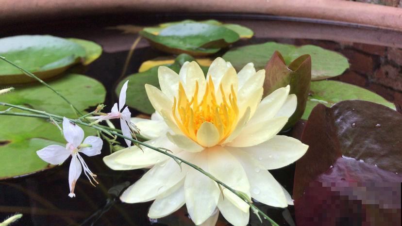 8种花必须大盆养，小盆会憋死，赶快拿小本本记下