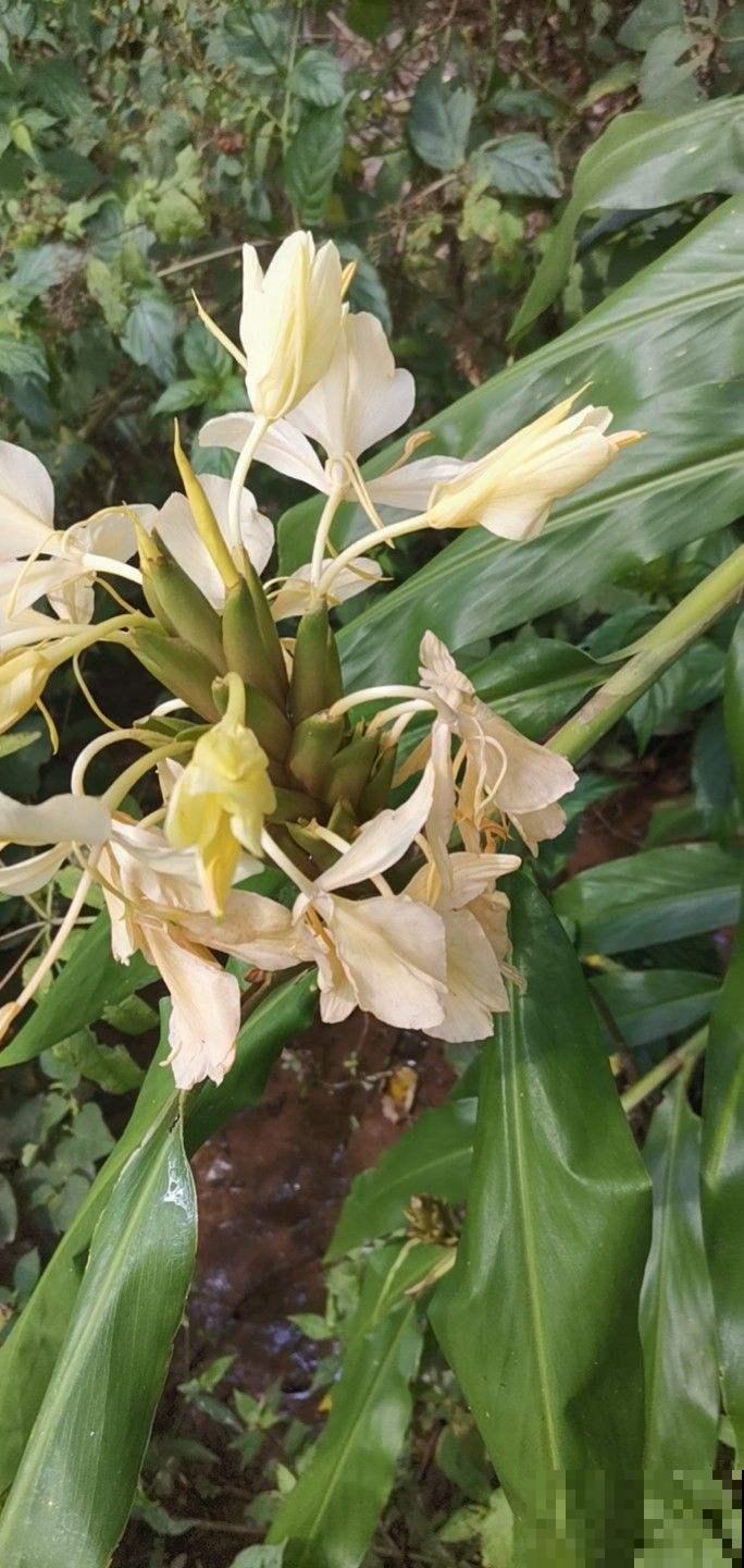 佛教的“五树六花”,养在家里很合适,有凝神静心效果 佛教的“五树六花”,养在家里很合适,有凝神静心效果