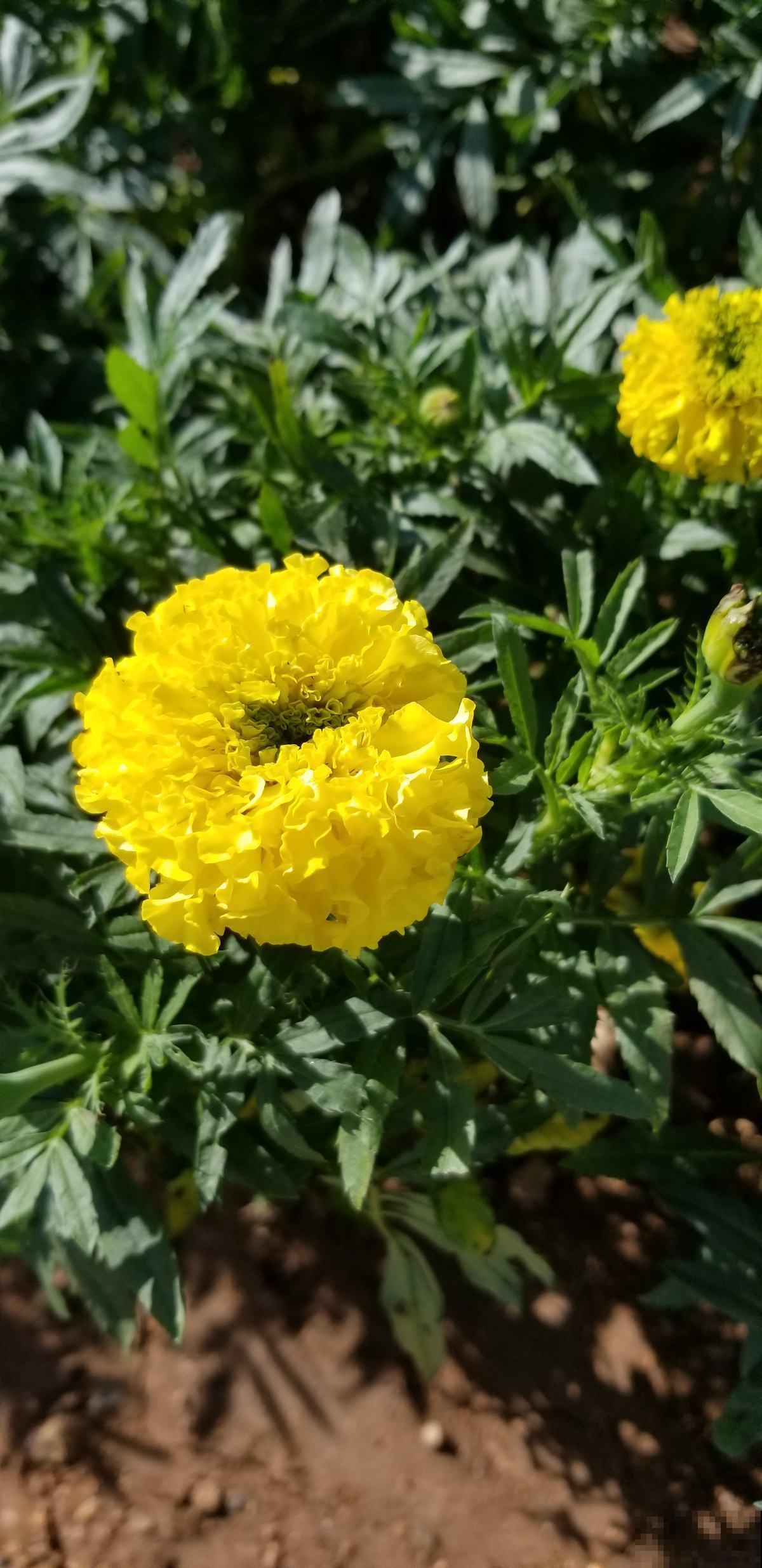 秋天常见的60种花，最全花卉图谱，收藏起来慢慢看