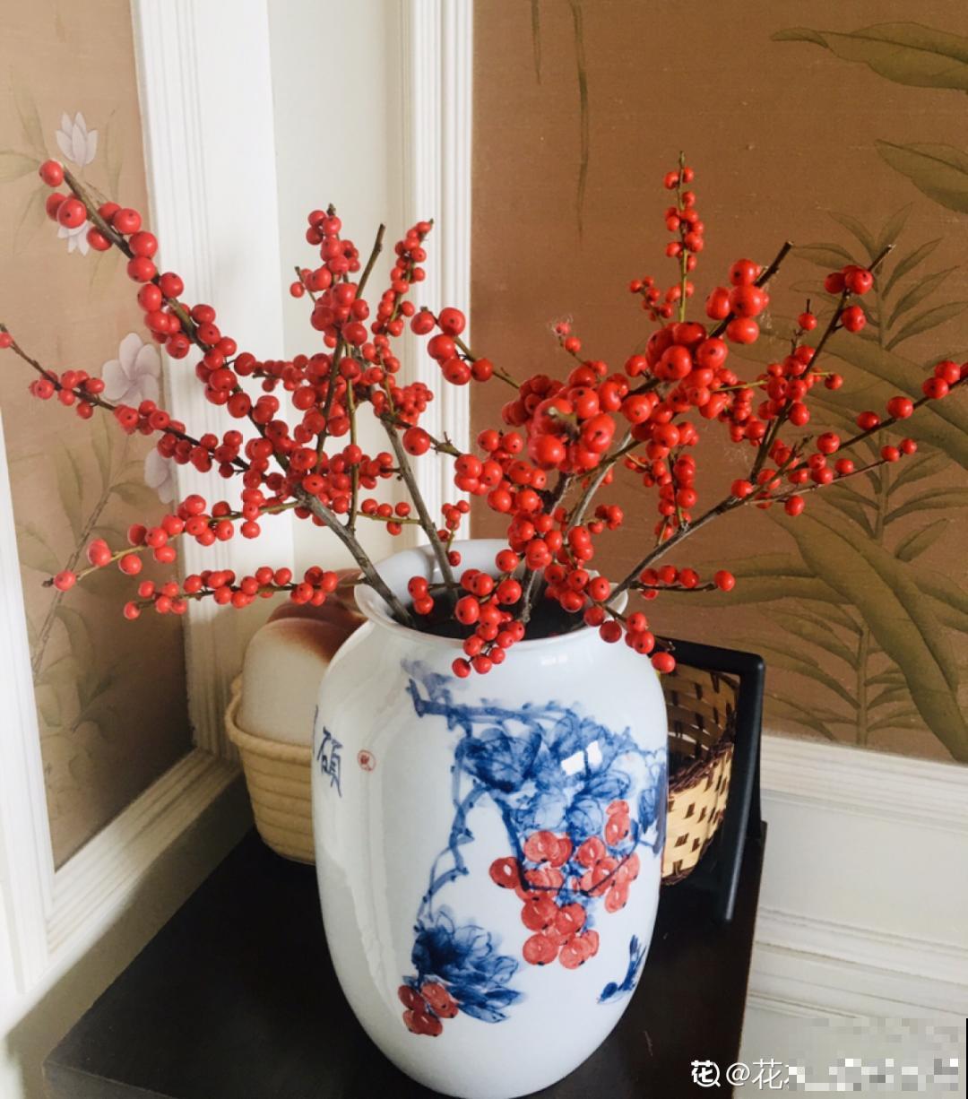 -30℃都不怕的“富贵树”,天越冷、果子越红,一挂就是大半年 -30℃都不怕的“富贵树”,天越冷、果子越红,一挂就是大半年