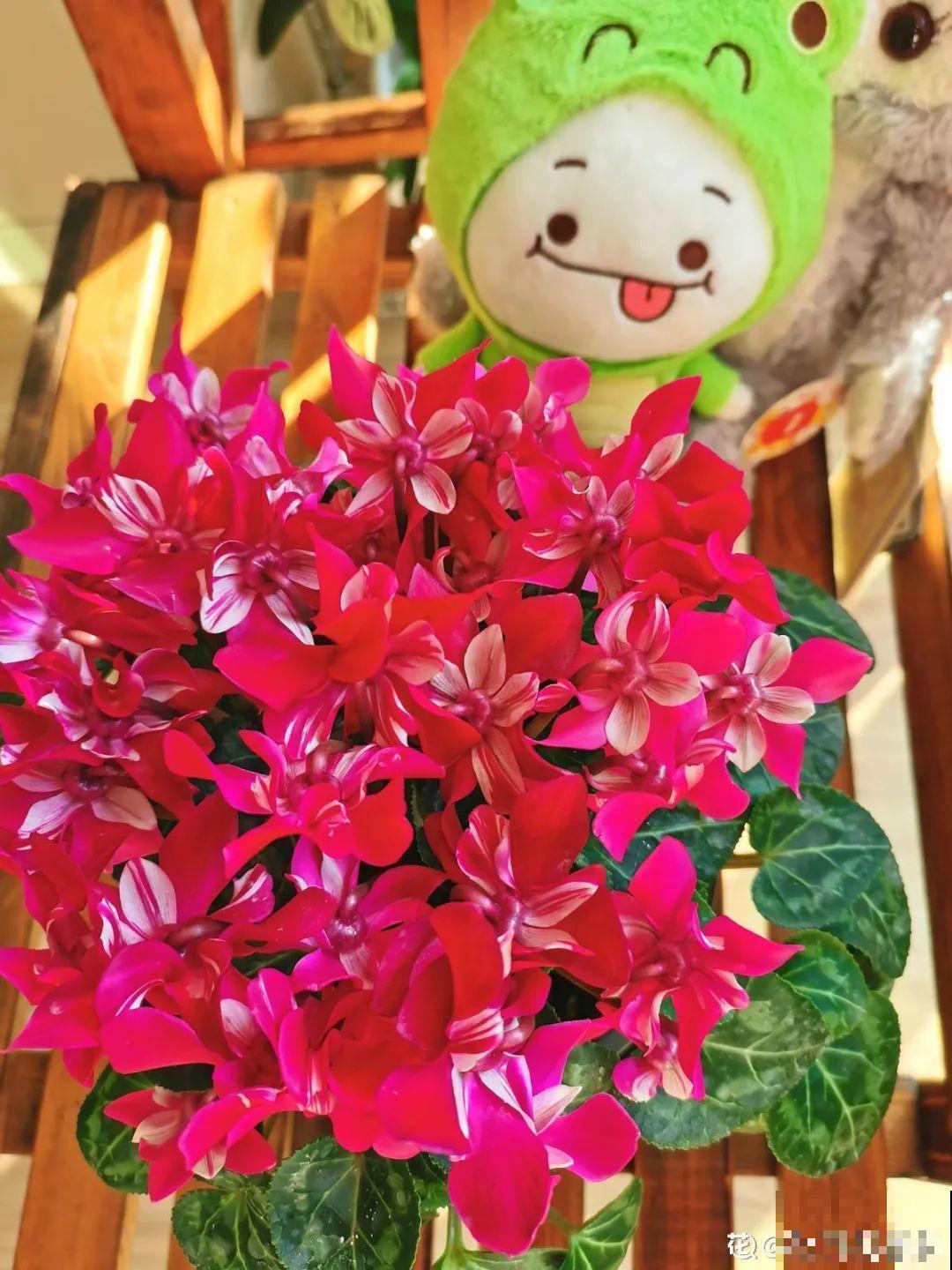 8种花，年年买，年年养死，今年可别当冤大头