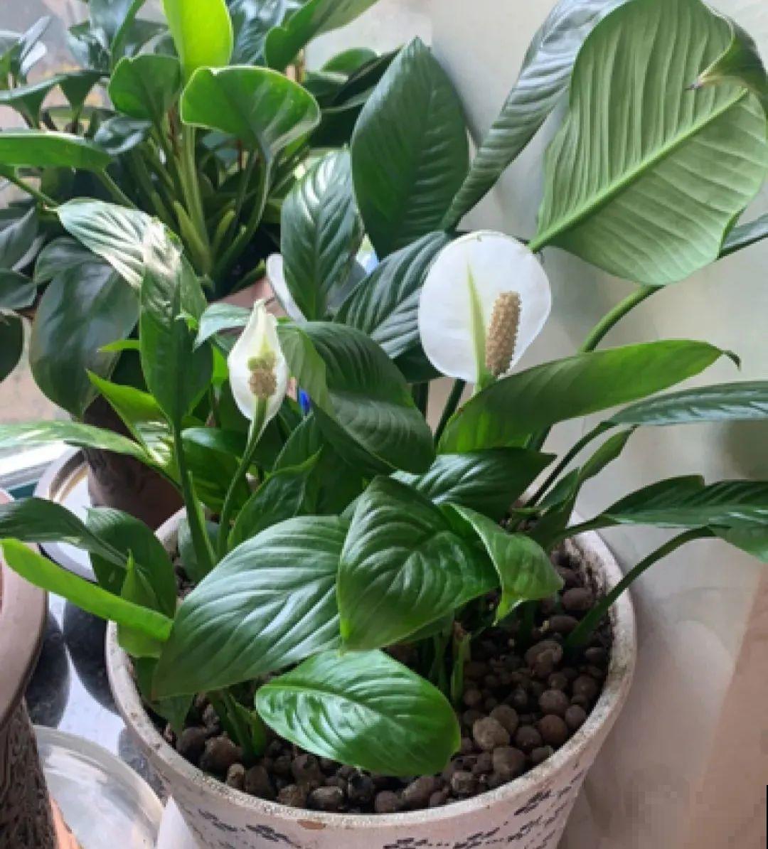 爱“生崽”的花,现在赶紧翻盆,一盆变多盆还能挣钱 爱“生崽”的花,现在赶紧翻盆,一盆变多盆还能挣钱