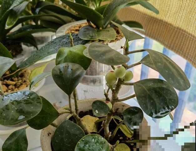 再穷也要养盆小盼菩提，有“旺运”好兆头，被称作“智慧树”