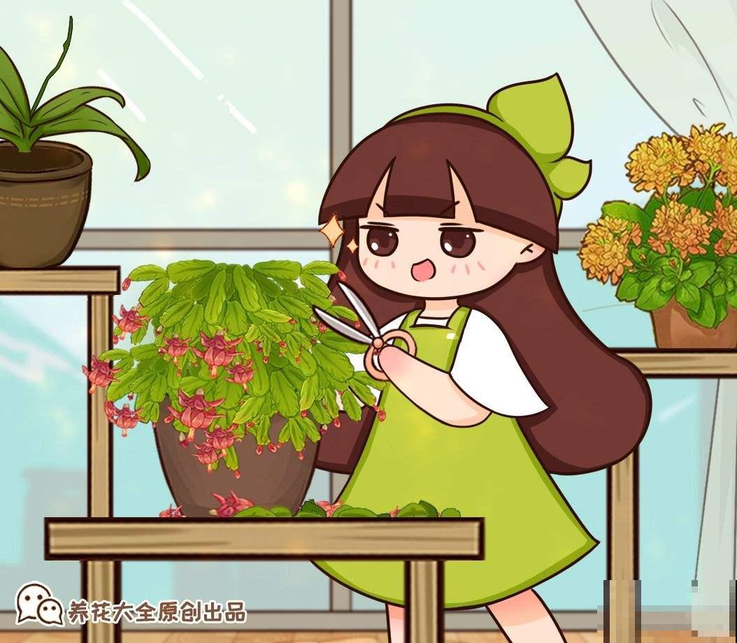 蟹爪兰花苞掉到怀疑人生，教你3招解决问题，花苞壮得像“钢芽”