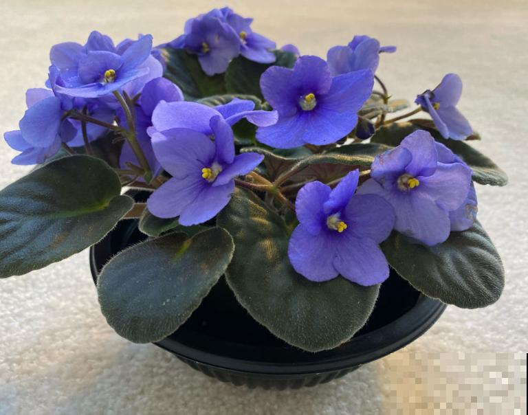 家里5个地方别养花，植物叶子发黄掉一地，赶紧把花搬走