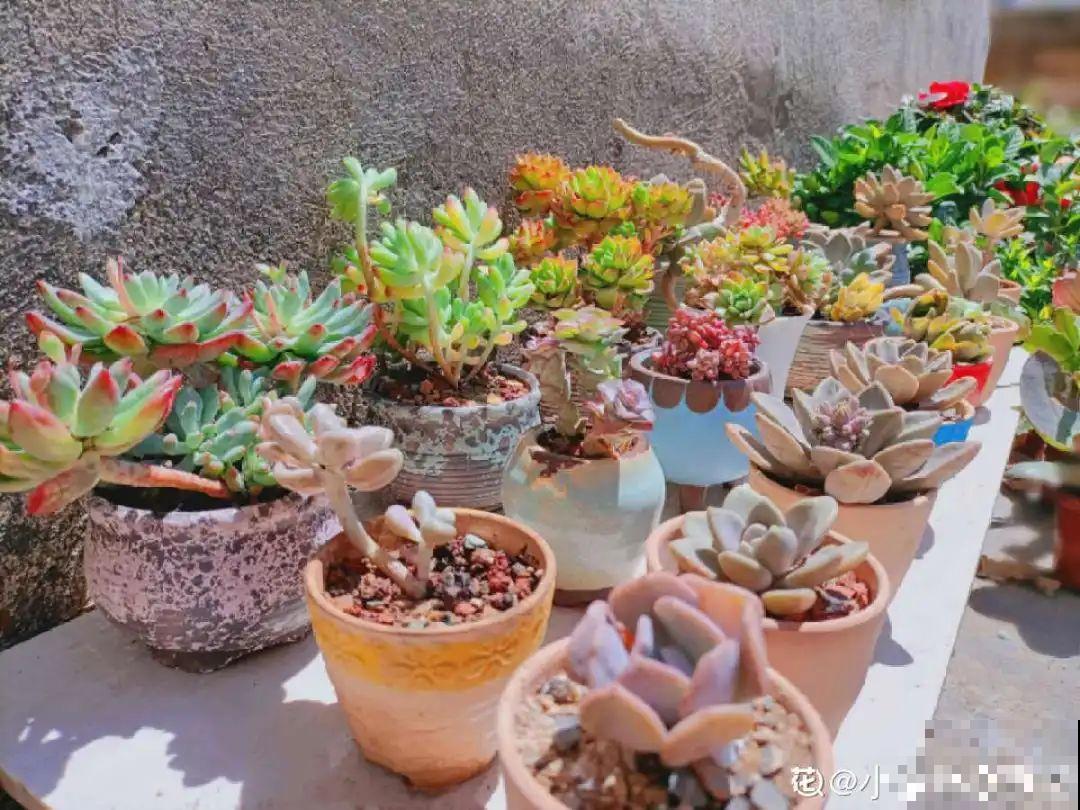 自制养花杀虫水，现在给花喷一喷，3天见效