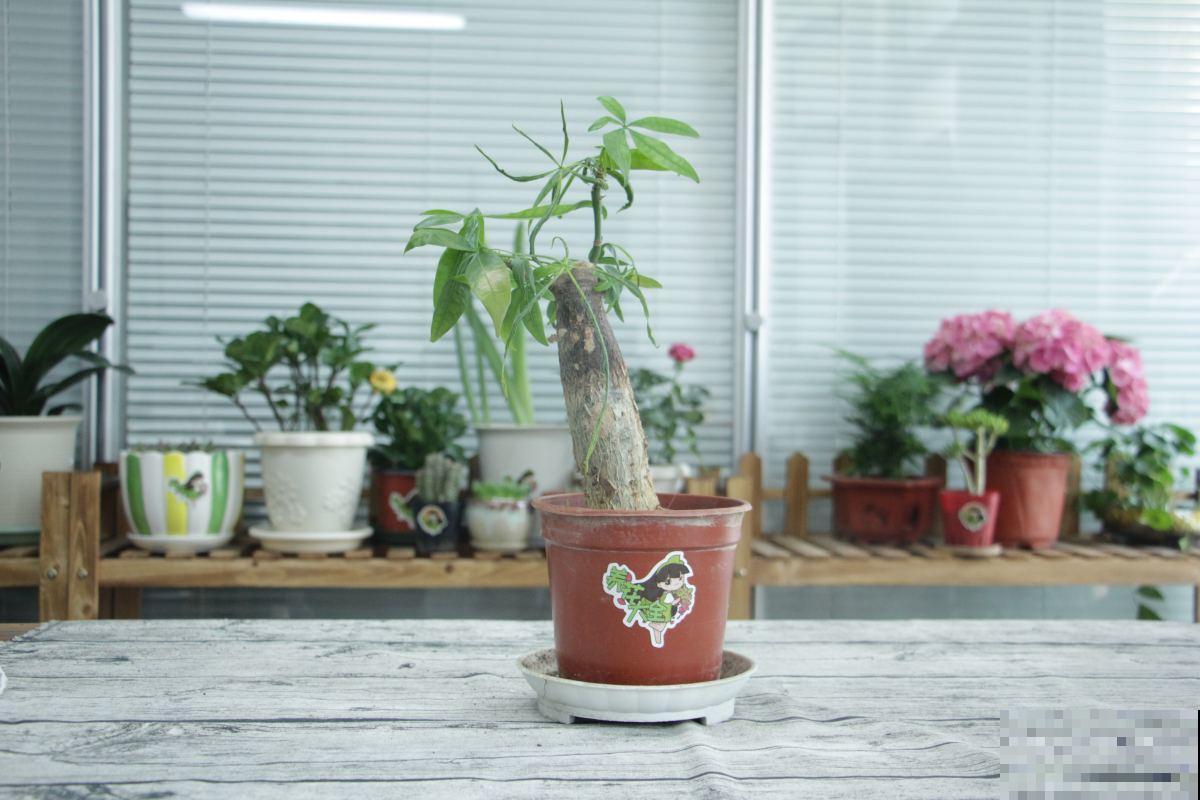 4种花秋天生机勃勃,开花像“活香水”,满屋子都是香味 4种花秋天生机勃勃,开花像“活香水”,满屋子都是香味