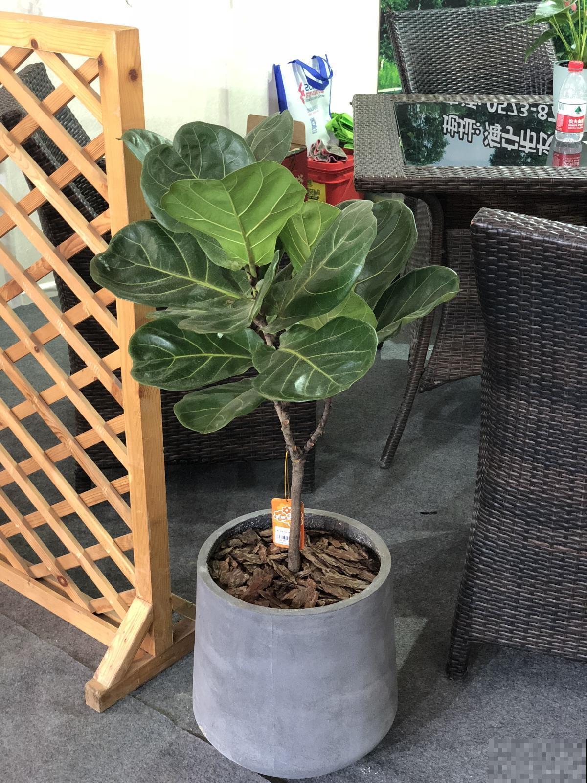 今年超火的10种网红植物，气质满满，养在家里提升格调