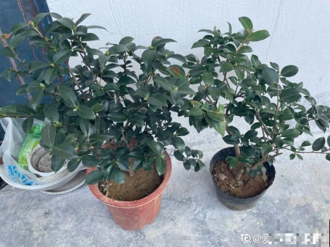 长在审美点上的茶花,香气袭人,花香满是高级感 长在审美点上的茶花,香气袭人,花香满是高级感