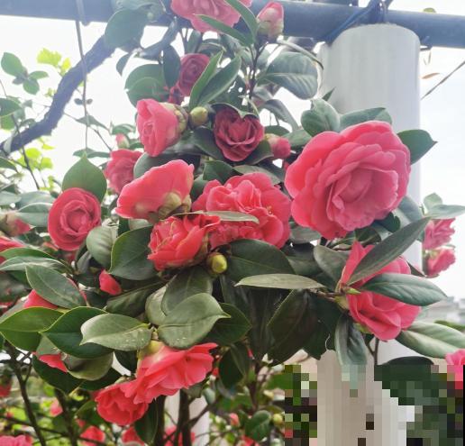 1种花特耐寒,冰天雪地也开花,颜色热闹火红 1种花特耐寒,冰天雪地也开花,颜色热闹火红