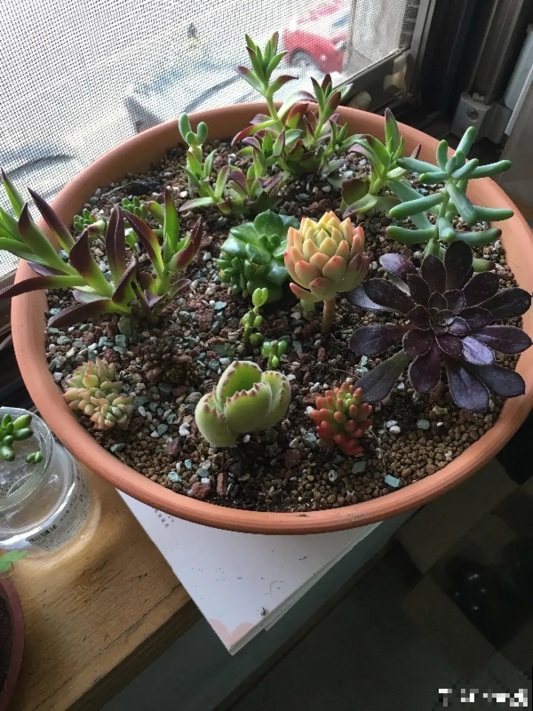 冬天养花注重养根,6个养根方法,学会很重要 冬天养花注重养根,6个养根方法,学会很重要