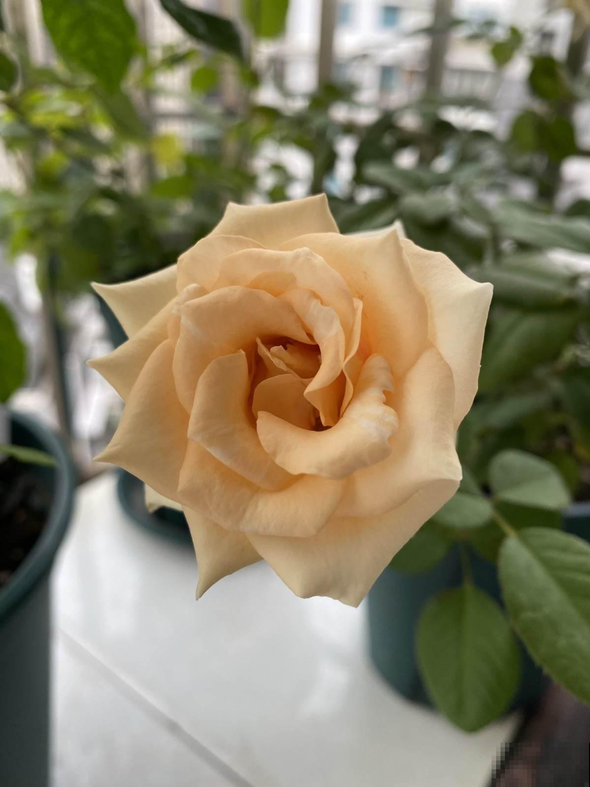 能室外过冬的7种植物,零下30度照样能活,冬天养很皮实 能室外过冬的7种植物,零下30度照样能活,冬天养很皮实