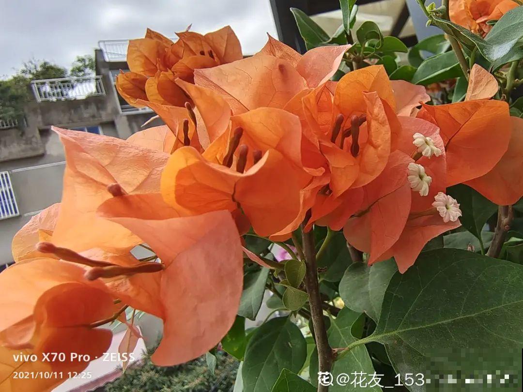 现在给花上秋肥，杆子粗、叶子密，不然冬天都冻死