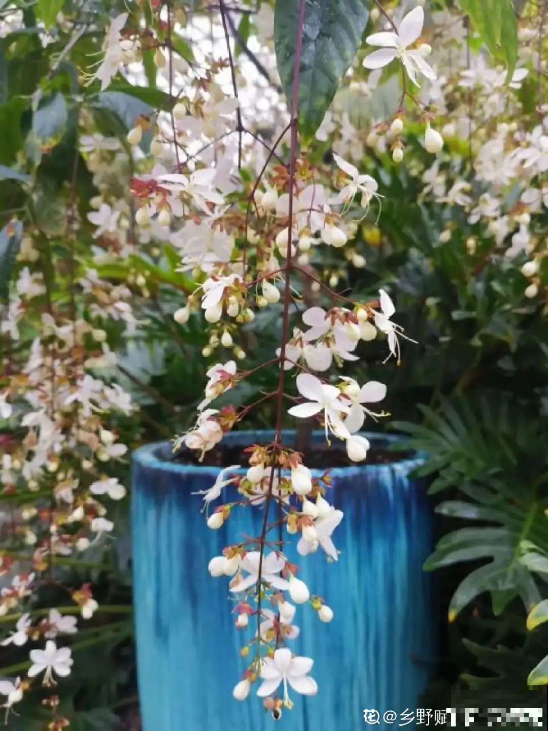 66万一盆的花,真是够贵的,打工几十年也攒不出一盆 66万一盆的花,真是够贵的,打工几十年也攒不出一盆