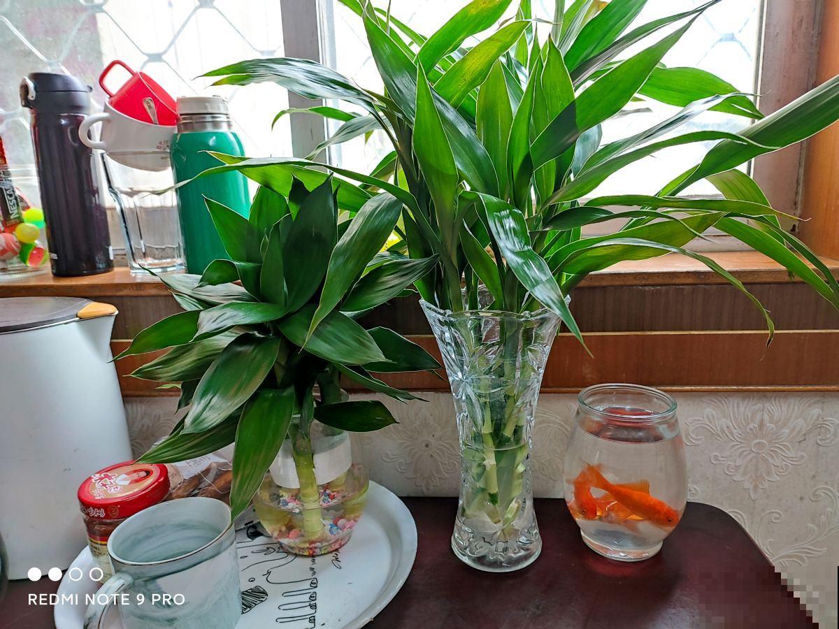 富贵竹买回家不要直接上盆,学会这5步,生根快不黄叶 富贵竹买回家不要直接上盆,学会这5步,生根快不黄叶