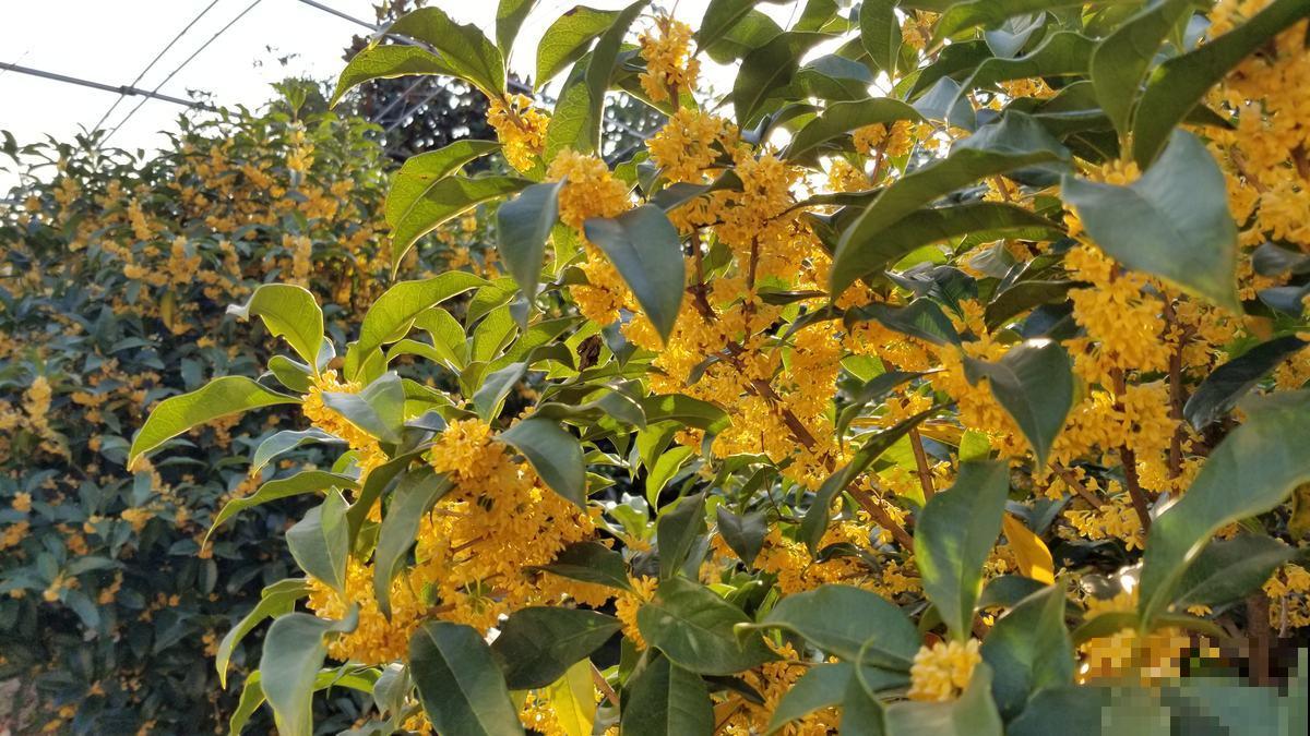 比香水还好闻的6种植物，秋冬种上它，满屋子都是香味