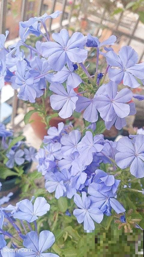 养花等级对照表，“十级”的人太少，6级以上就是“花痴”