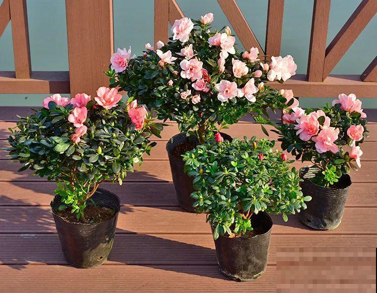 1种花号称“花中西施”，四季皆可开，喜庆又漂亮！