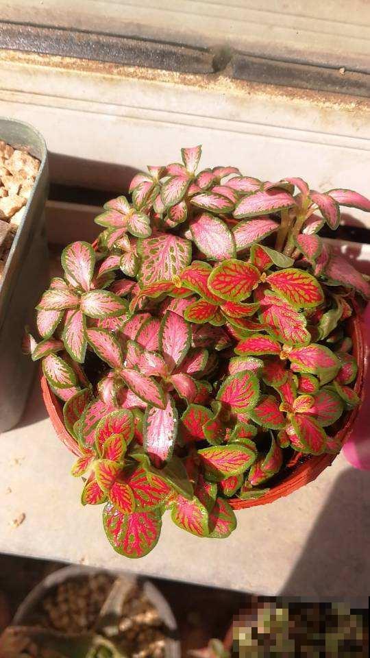 15种“阴性”花，家里没光适合养，光太强反而长不好