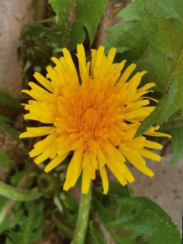 常见的5种野菜,见到了就拔回家,好吃解腻还不花钱 常见的5种野菜,见到了就拔回家,好吃解腻还不花钱