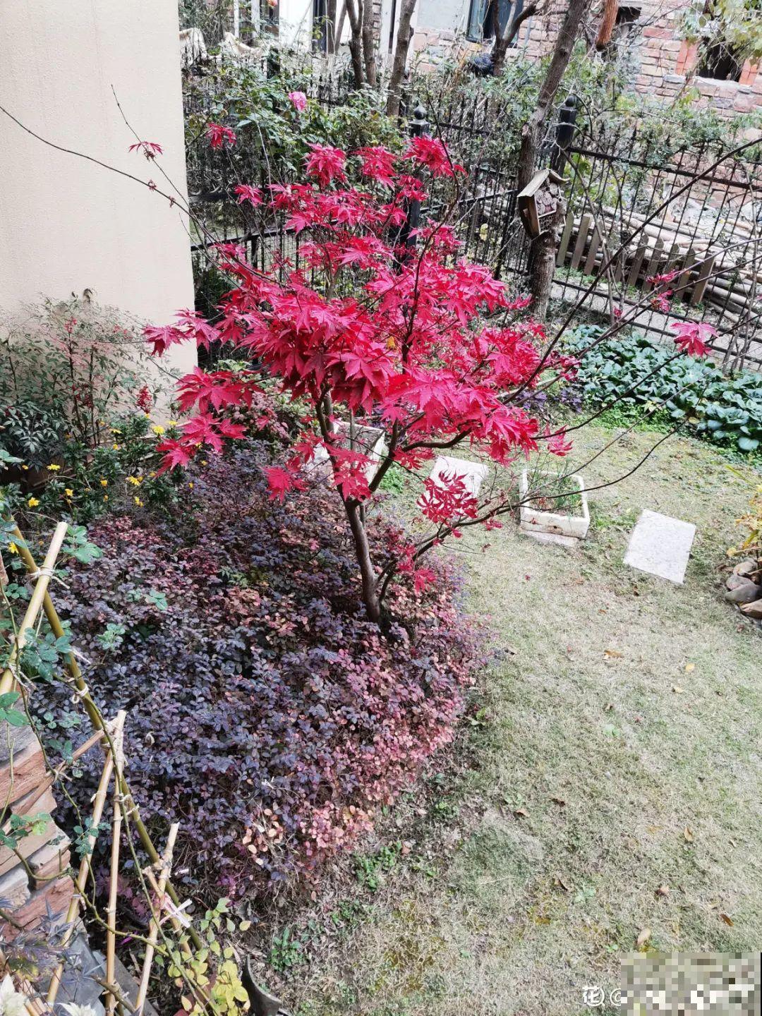 带着父母回农村，把老院子种满花，过简单生活