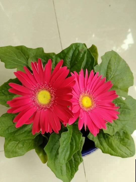 室内种点非洲菊，净化空气的小能手，还能“补贴家用”