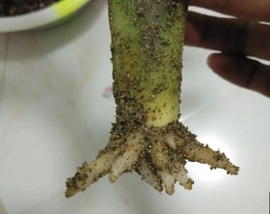 爱“生崽”的花,现在赶紧翻盆,一盆变多盆还能挣钱 爱“生崽”的花,现在赶紧翻盆,一盆变多盆还能挣钱