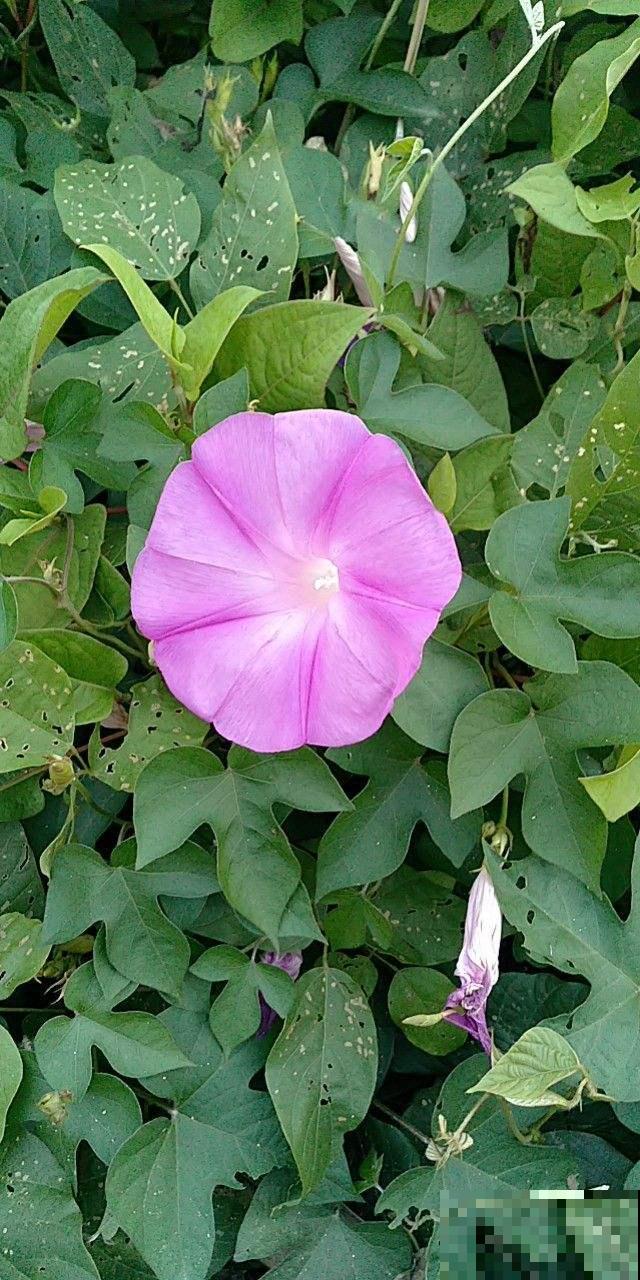 昙花一现人人知，开花仅一天的花，不止有昙花