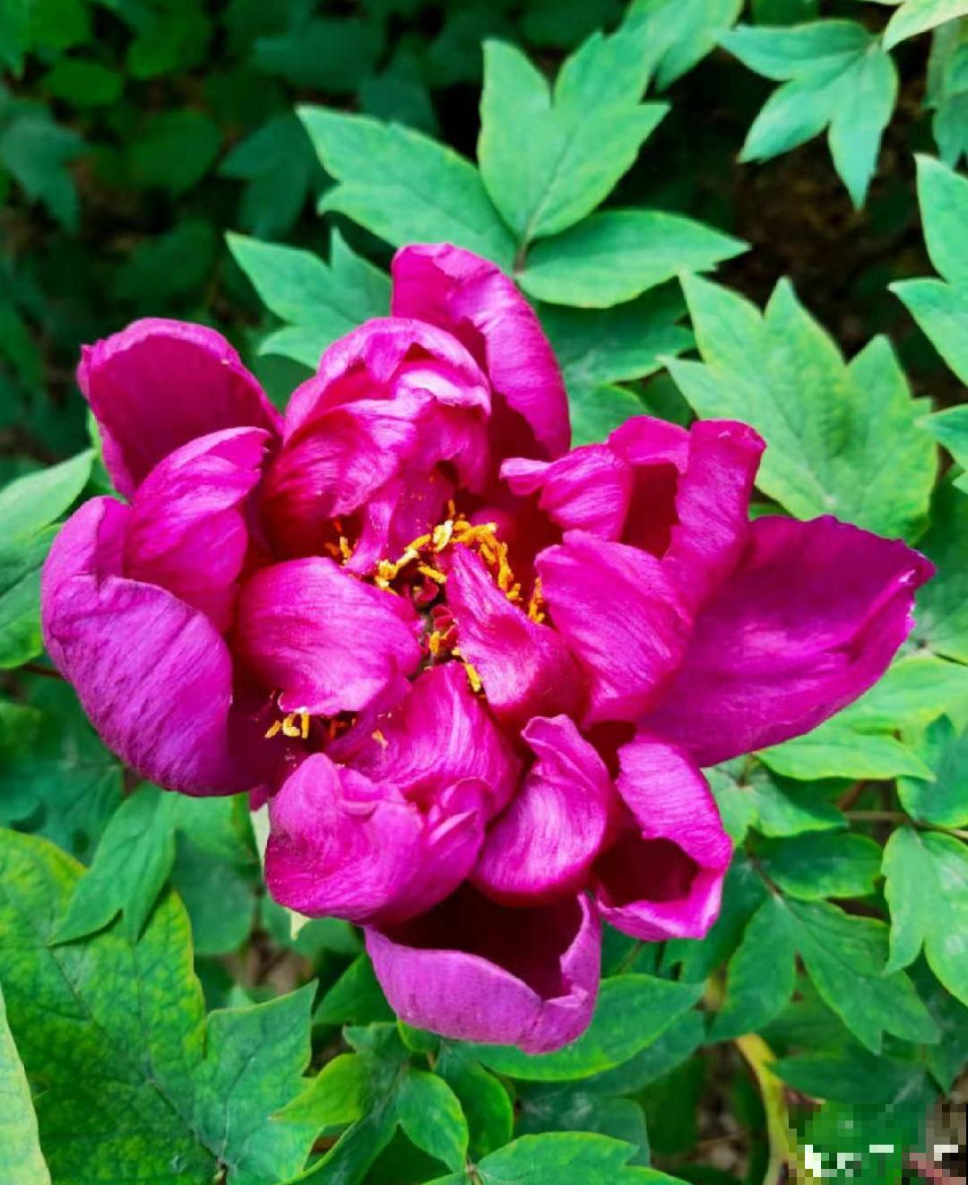 适合秋天养的12种花,耐阴又耐寒,秋冬长得更精神 适合秋天养的12种花,耐阴又耐寒,秋冬长得更精神