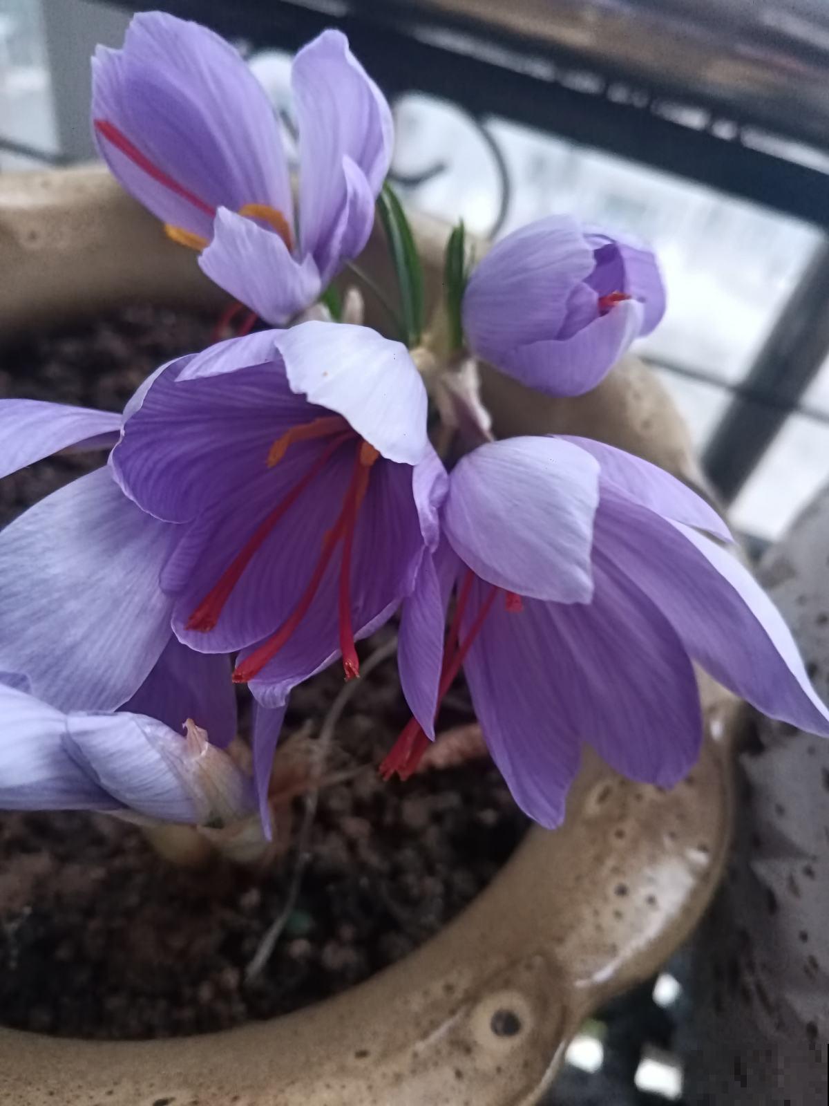 6种适合女人养的花,懂得生活的人才值得拥有它,好看又好养 6种适合女人养的花,懂得生活的人才值得拥有它,好看又好养