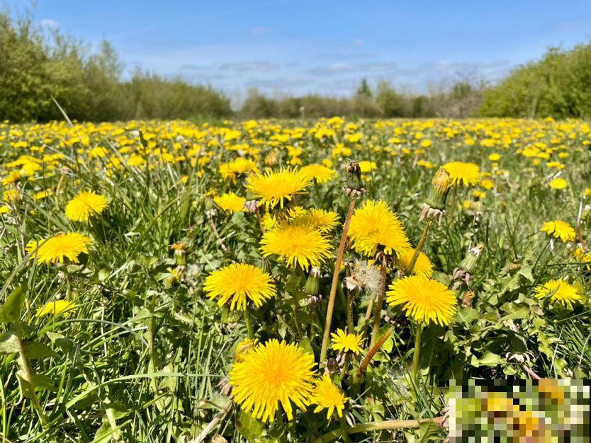 常见的5种野菜，见到了就拔回家，好吃解腻还不花钱