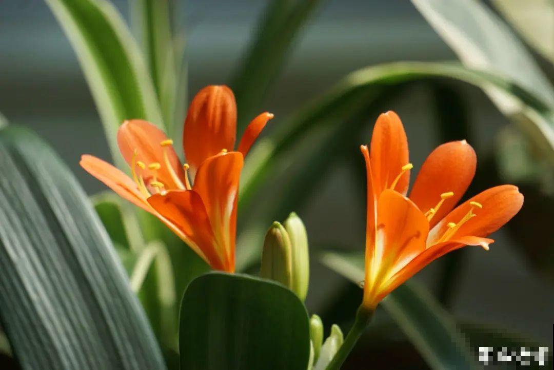 现在给花上秋肥，杆子粗、叶子密，不然冬天都冻死