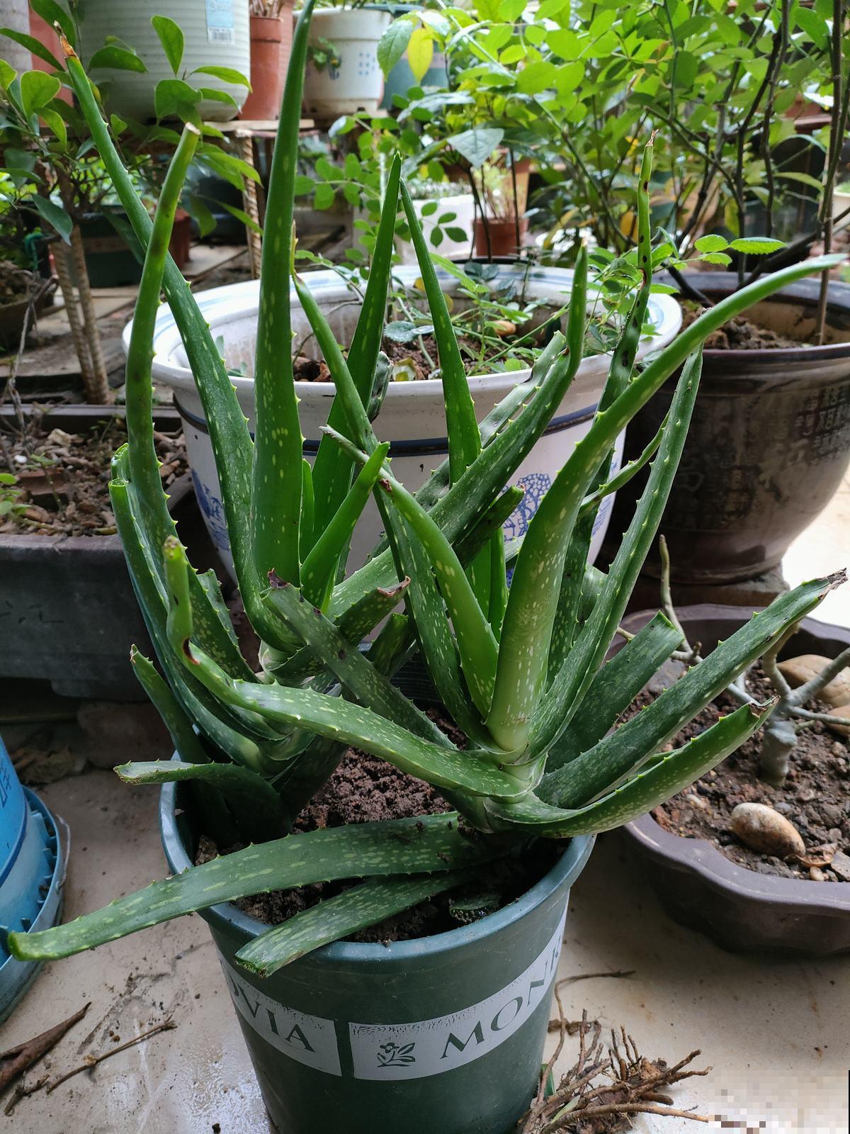 堪称“家庭小药箱”的芦荟，女人最爱的植物，美容养颜作用大