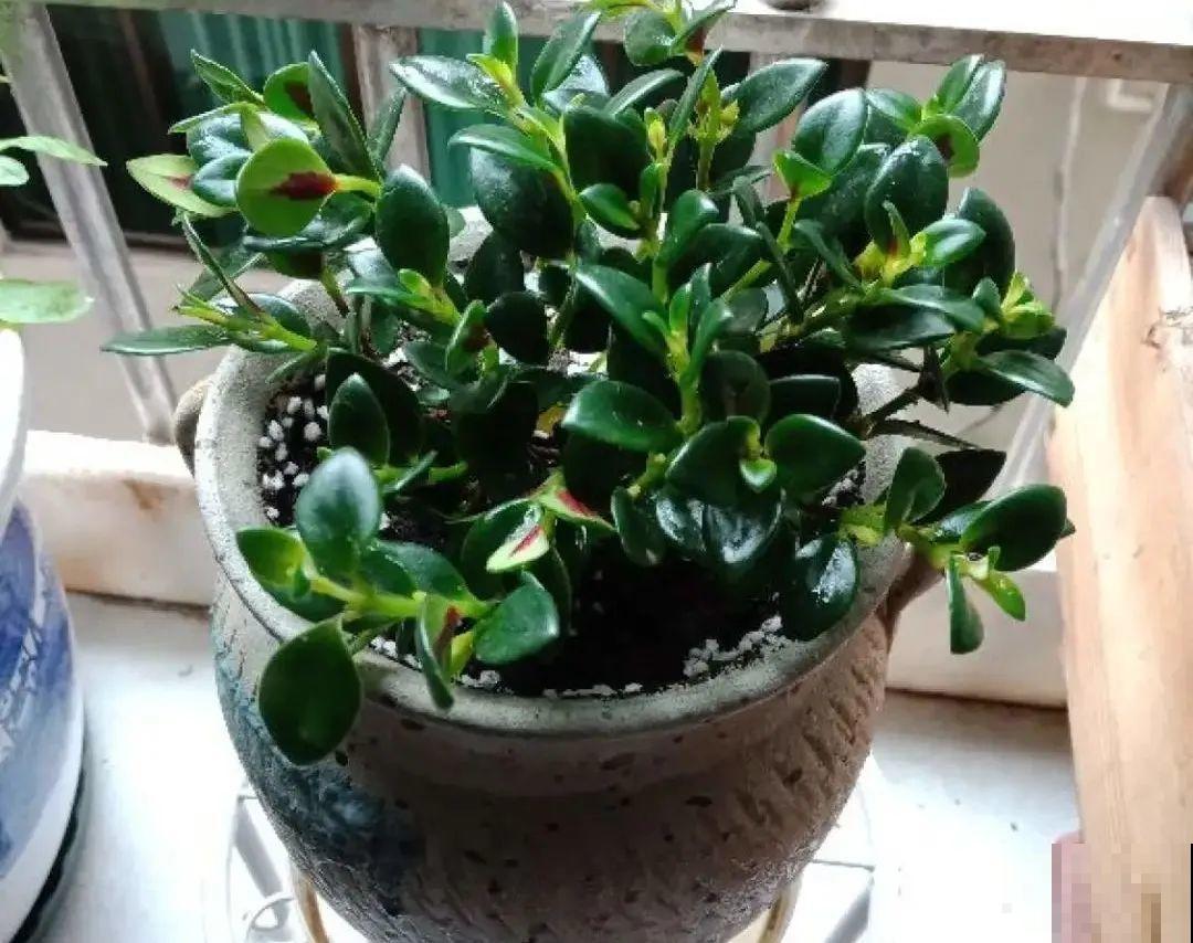 养花一直不开花,给他套个黑塑料袋,花苞呼呼冒 养花一直不开花,给他套个黑塑料袋,花苞呼呼冒