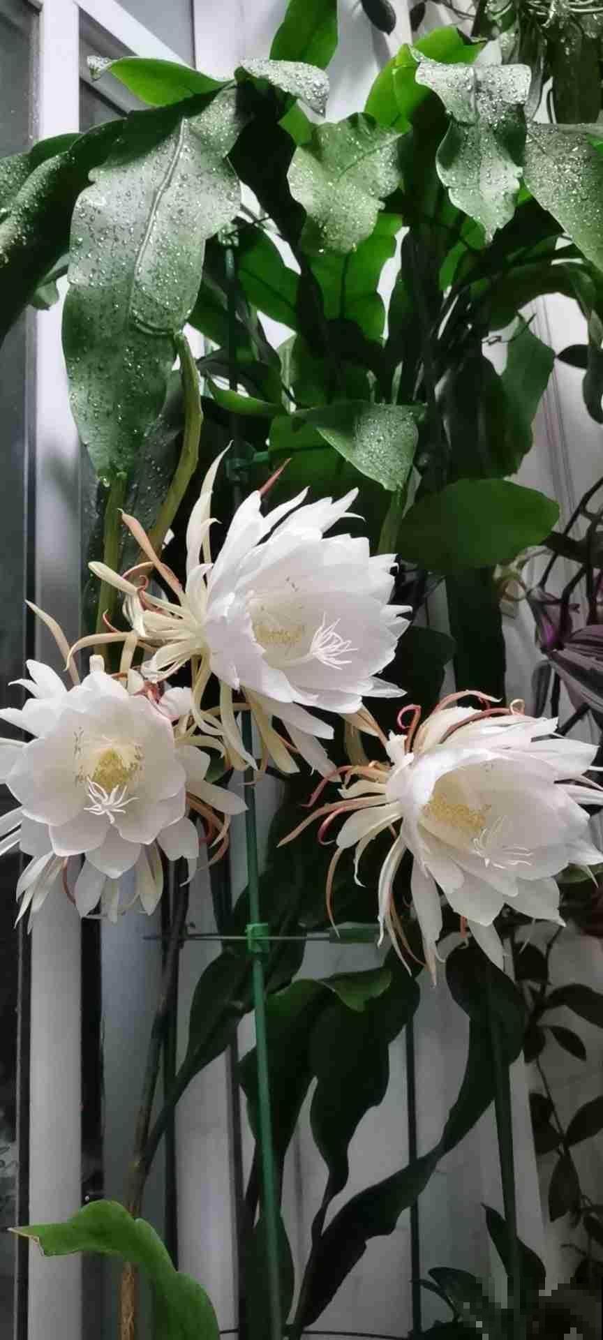 10种神秘的花，花市里，总能听到它的传说