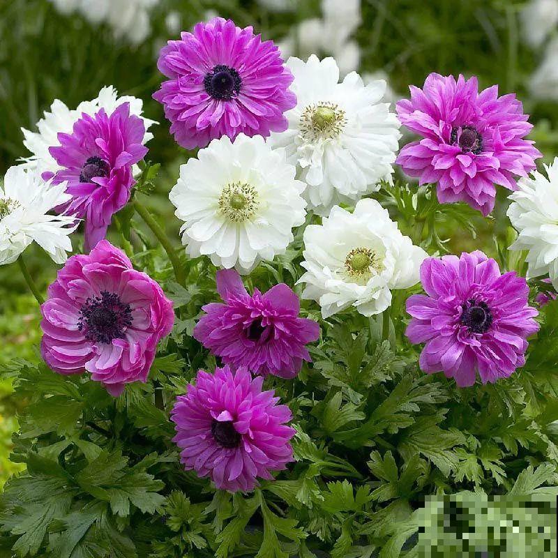 2块钱一个的便宜花,埋土里就开花爆盆,天再冷也冻不死 2块钱一个的便宜花,埋土里就开花爆盆,天再冷也冻不死