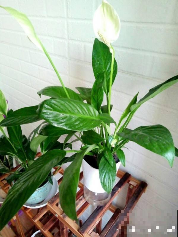 8种花养在家里不占地方,还很有格调,秋冬养正合适 8种花养在家里不占地方,还很有格调,秋冬养正合适