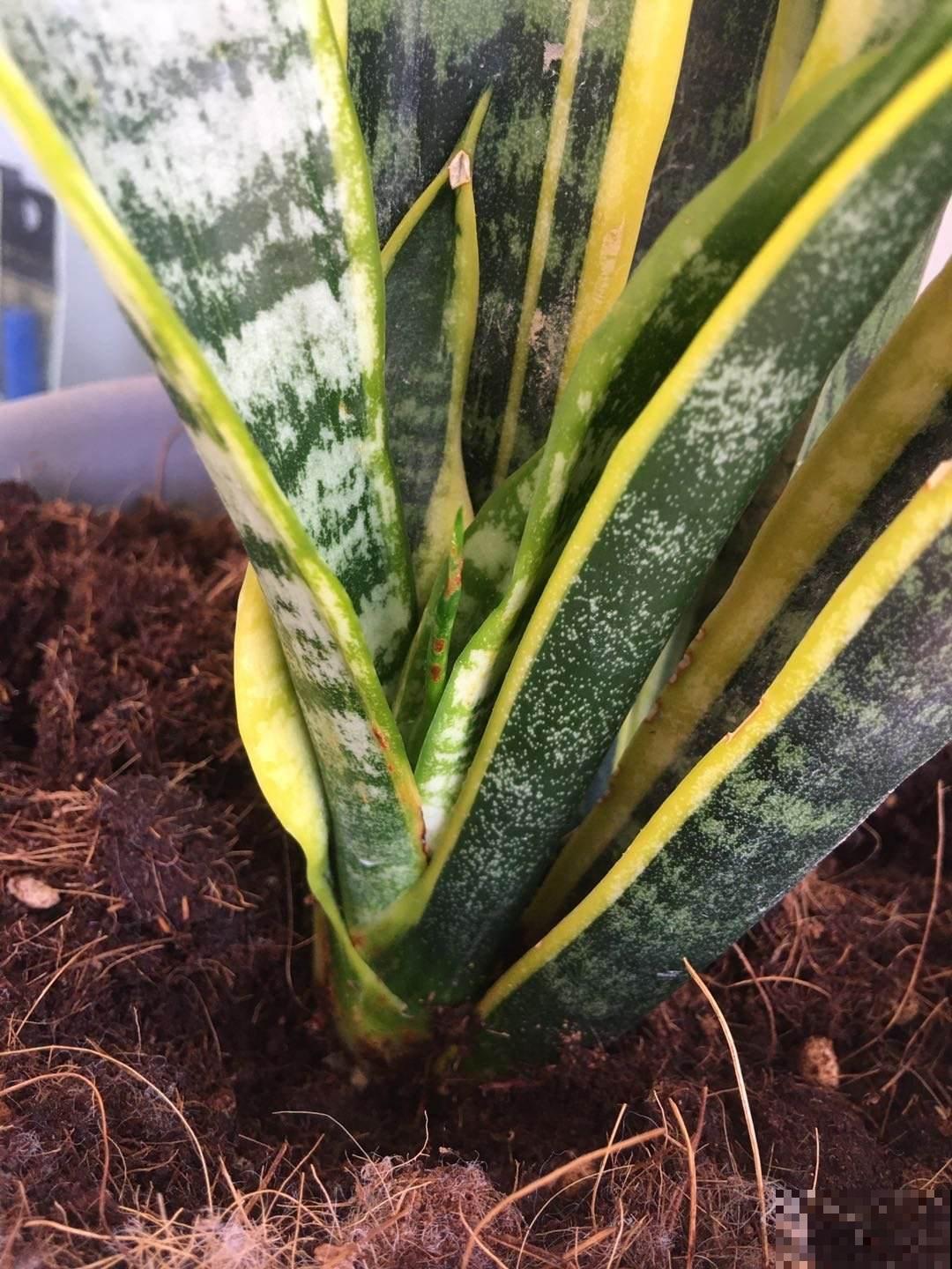 朋友开业搬新家，就送这9种植物，招财进宝面子十足