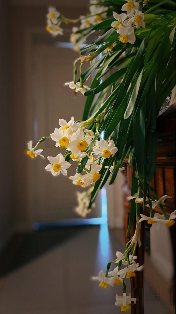 水仙花只长叶子不开花，狠点心剪一刀，问题就解决