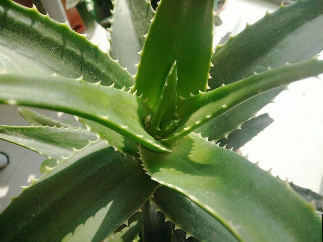 1种绿植被称作“家庭小药箱”,净化空气效果好,养人养身心 1种绿植被称作“家庭小药箱”,净化空气效果好,养人养身心