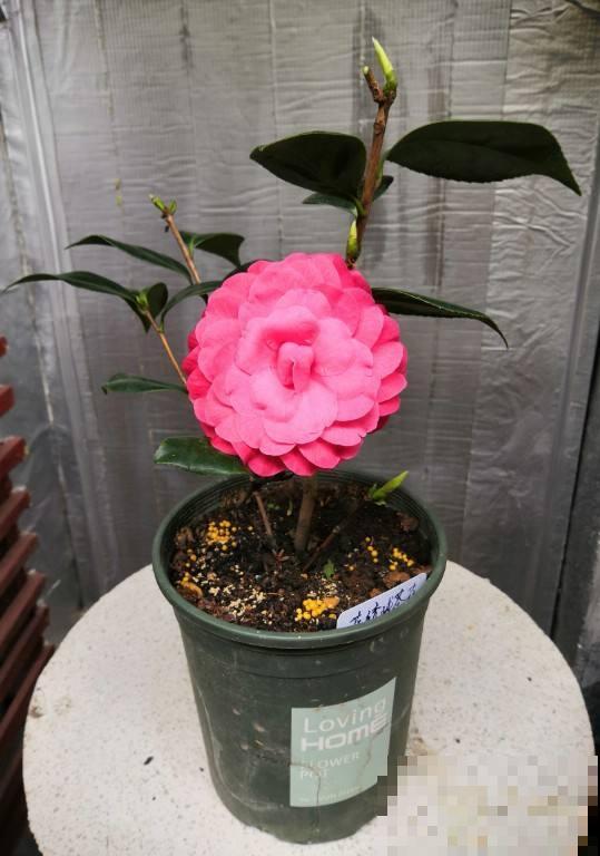 要养茶花,种植时间要选对,花苞才能长得像“鹌鹑蛋” 要养茶花,种植时间要选对,花苞才能长得像“鹌鹑蛋”